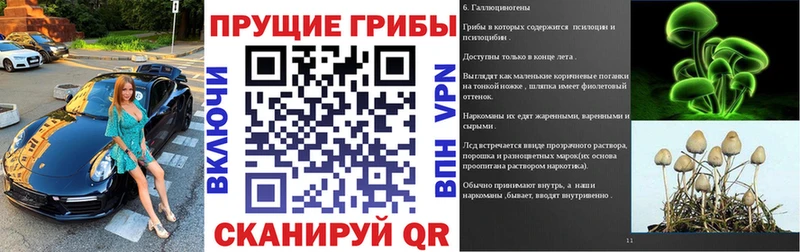OMG зеркало  Кудрово  Галлюциногенные грибы Psilocybe 